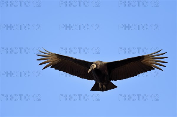 Black Vulture (Coragyps atratus) in flight