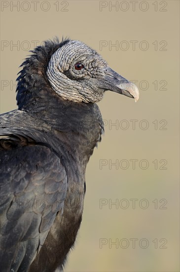 Black Vulture (Coragyps atratus)