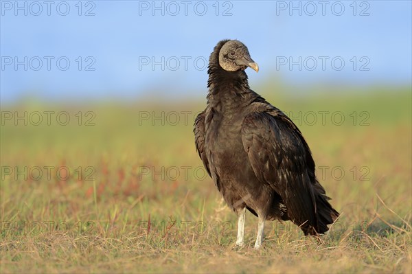 Black Vulture (Coragyps atratus)