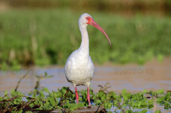 American White Ibis (Eudocimus albus)