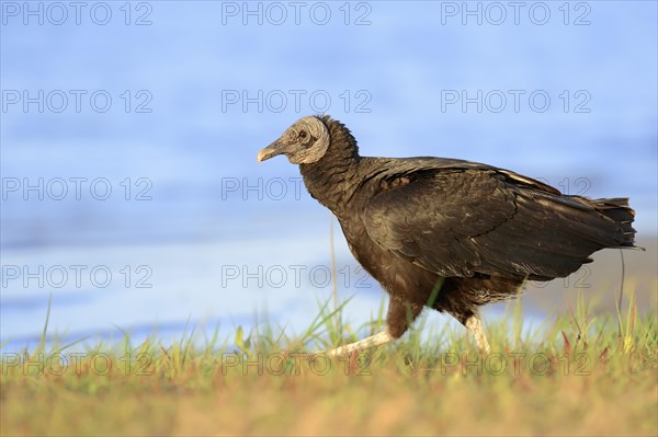 Black Vulture (Coragyps atratus)