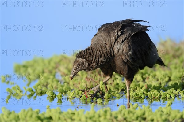 Black Vulture (Coragyps atratus)