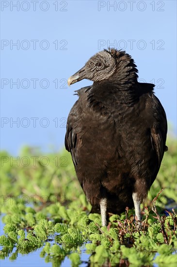 Black Vulture (Coragyps atratus)