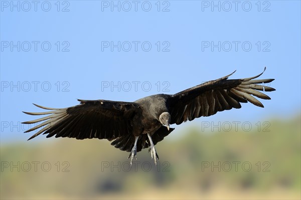 Black Vulture (Coragyps atratus) in flight