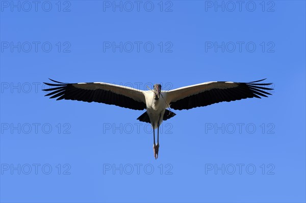 Wood Stork (Mycteria americana) in flight with nesting material