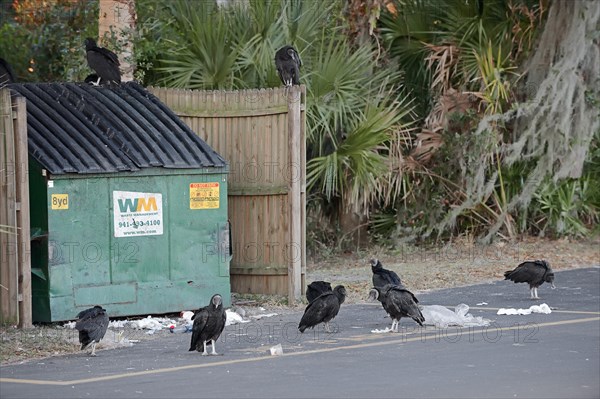 Black Vultures (Coragyps atratus)