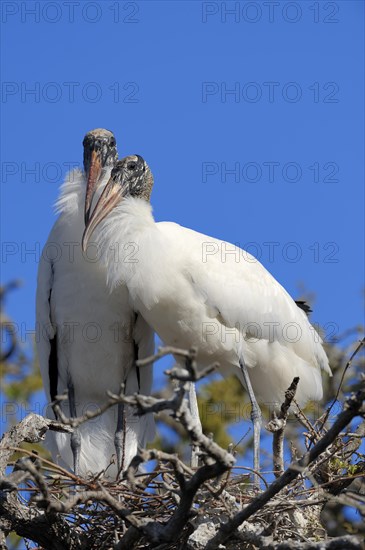 Wood Storks (Mycteria americana)