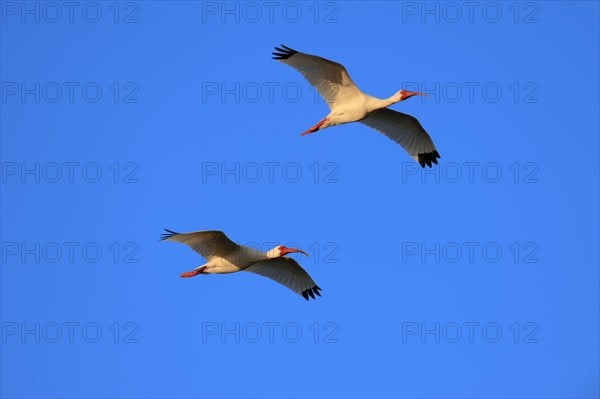 Two American White Ibis (Eudocimus albus) in flight