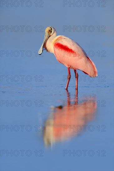 Roseate Spoonbill (Ajaja ajaja