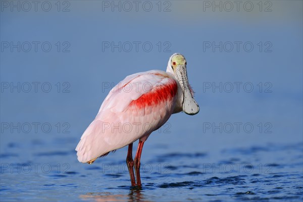 Roseate Spoonbill (Ajaja ajaja