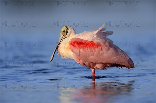 Roseate Spoonbill (Ajaja ajaja