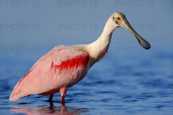 Roseate Spoonbill (Ajaja ajaja