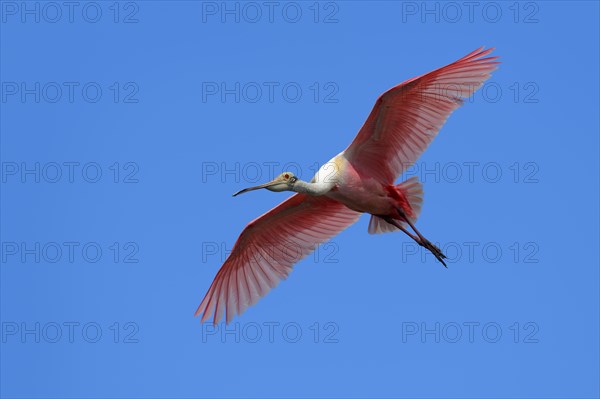 Roseate Spoonbill (Ajaja ajaja