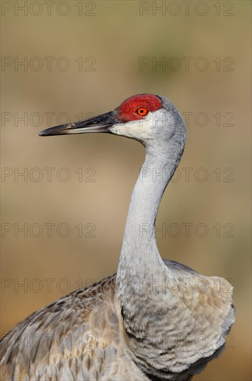 Florida Sandhill Crane (Grus canadensis pratensis)