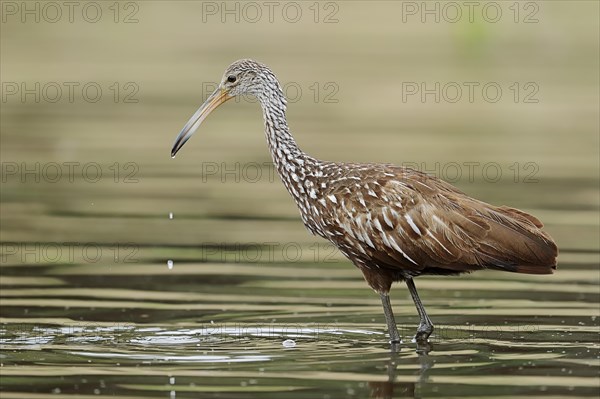 Limpkin (Aramus guarauna pictus)