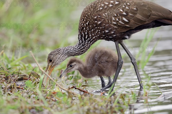 Limpkin (Aramus guarauna pictus) with a chick