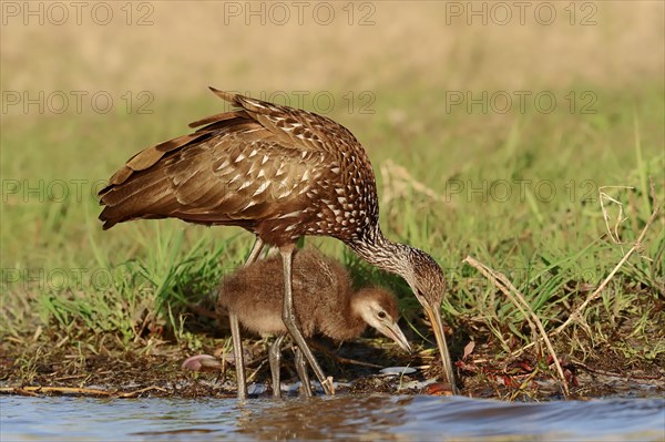 Limpkin (Aramus guarauna pictus) feeding a chick