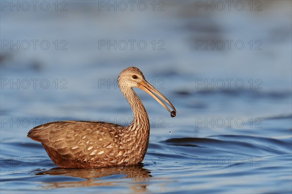 Limpkin (Aramus guarauna pictus) with a captured snail