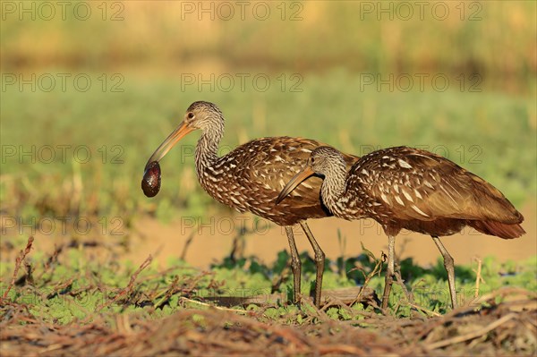 Limpkins (Aramus guarauna pictus)