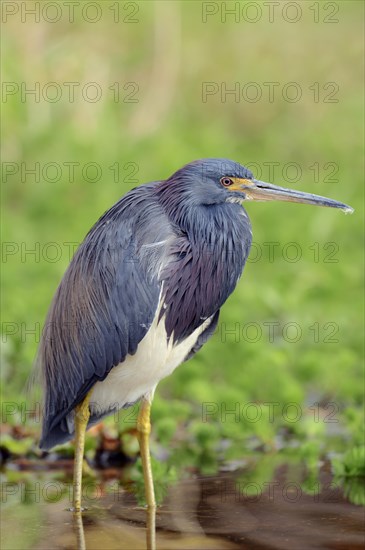 Tricoloured Heron (Egretta tricolor)