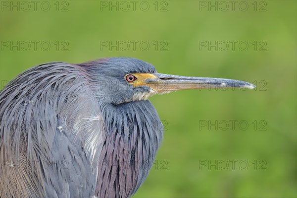 Tricolored Heron (Egretta tricolor)