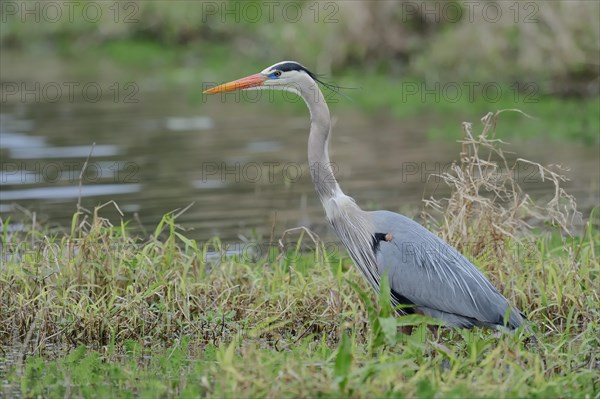 Great Blue Heron (Ardea herodias)