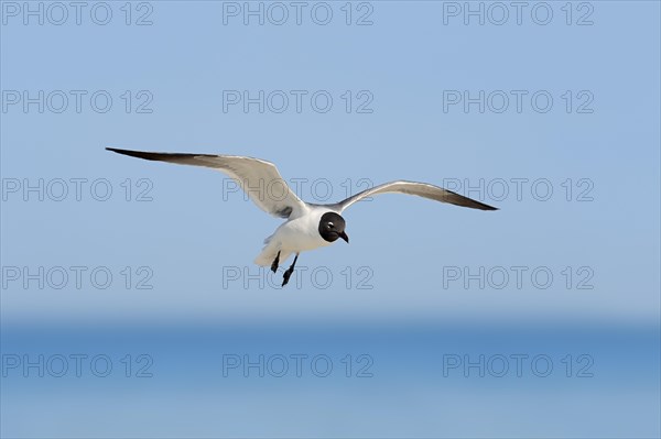 Laughing Gull (Larus atricilla) in flight