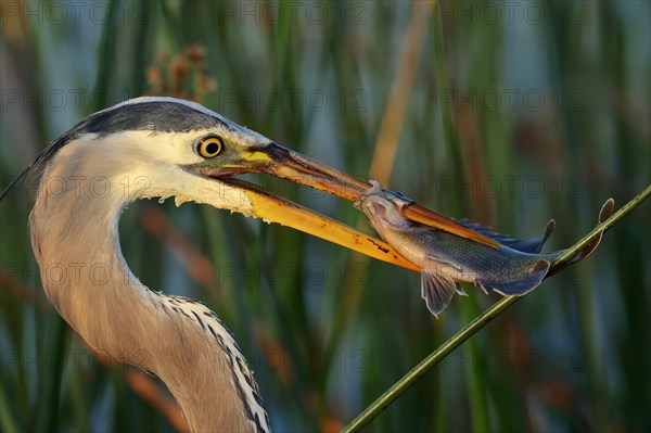 Great Blue Heron (Ardea herodias) with a caught fish