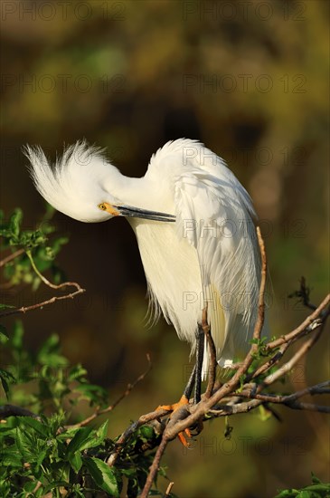 Snowy Egret (Egretta thula) preening itself