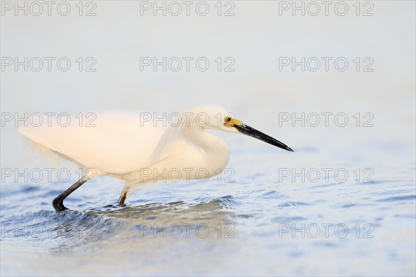 Snowy Egret (Egretta thula)