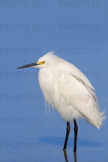 Snowy Egret (Egretta thula)