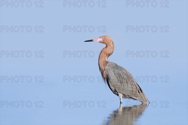 Reddish Egret (Dichromanassa rufescens