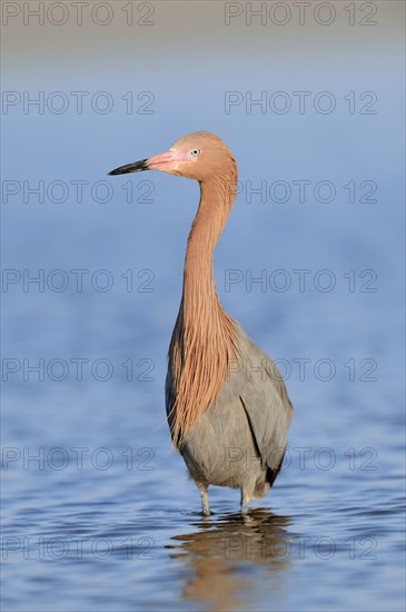 Reddish Egret (Dichromanassa rufescens