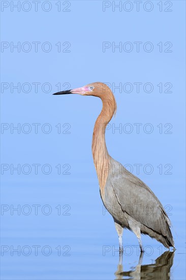 Reddish Egret (Dichromanassa rufescens