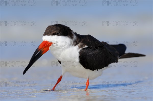 Black Skimmer (Rynchops niger)