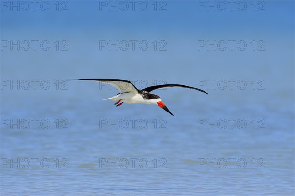 Black Skimmer (Rynchops niger) in flight