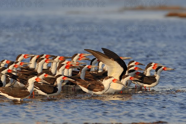 Black Skimmers (Rynchops niger)