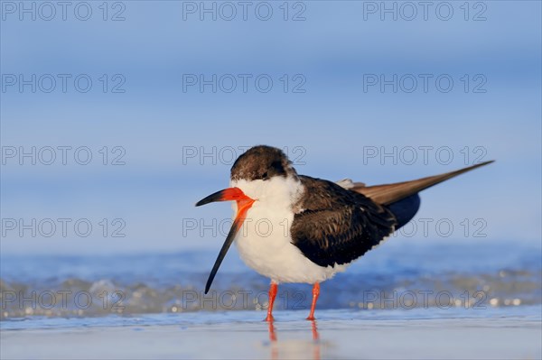 Black Skimmer (Rynchops niger)