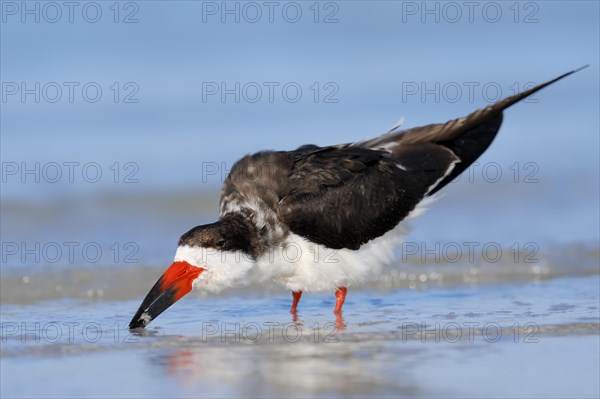 Black Skimmer (Rynchops niger)