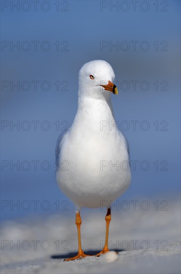 Ring-billed Gull (Larus delawarensis) on the beach