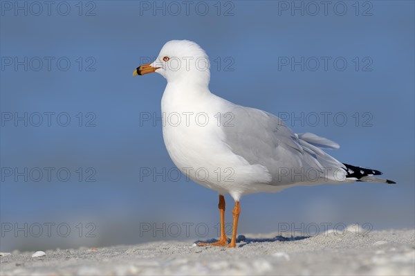 Ring-billed Gull (Larus delawarensis) on the beach