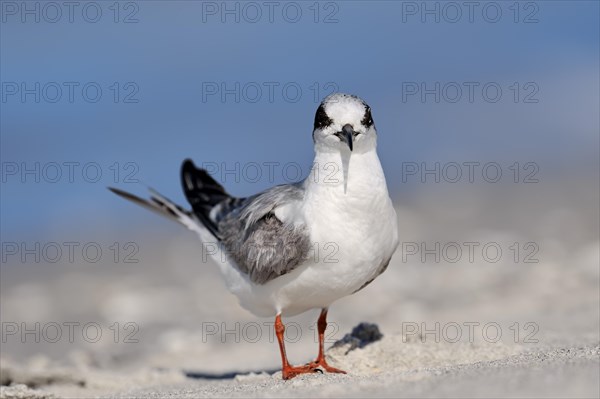 Forster's Tern (Sterna forsteri)