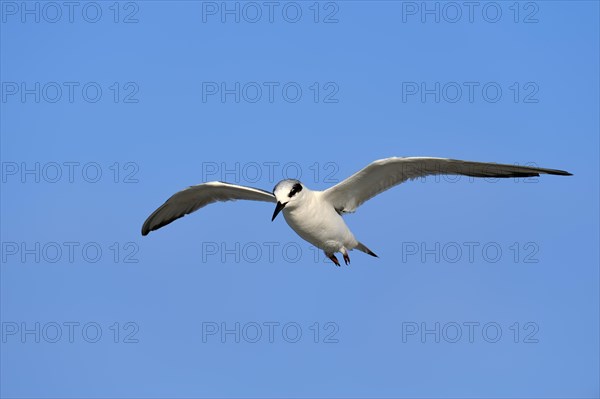 Forster's Tern (Sterna forsteri)