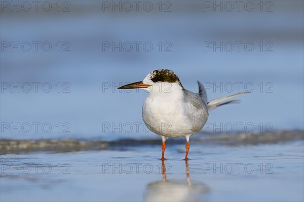 Forster's Tern (Sterna forsteri)
