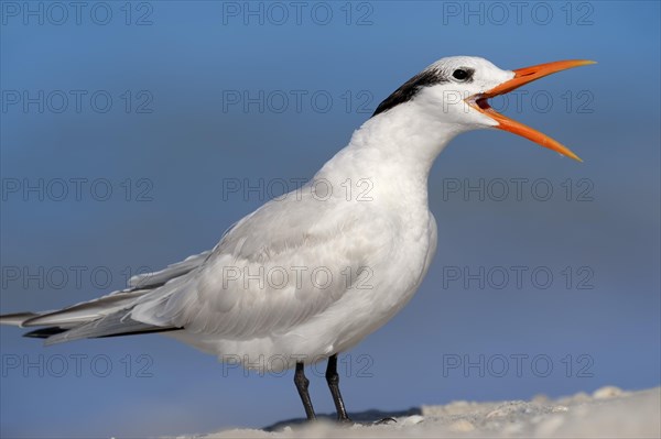 Royal Tern (Sterna maxima