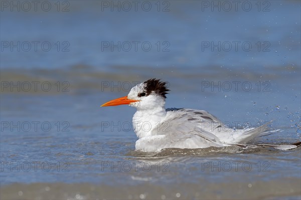 Royal Tern (Sterna maxima