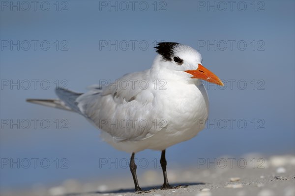 Royal Tern (Sterna maxima