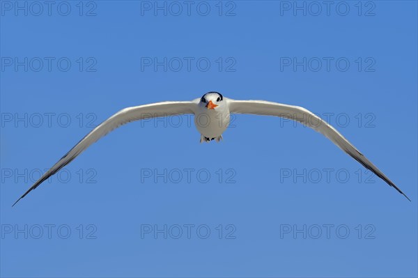 Royal Tern (Sterna maxima