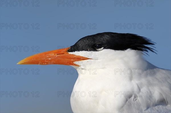 Royal Tern (Sterna maxima