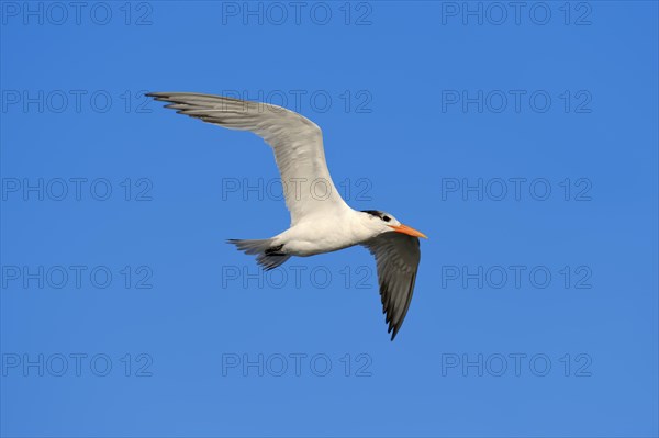 Royal Tern (Sterna maxima